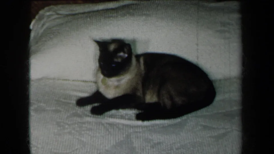 Siamese cat facing toward the camera while lying on a textured white blanket in 1959 New York 8mm footage.