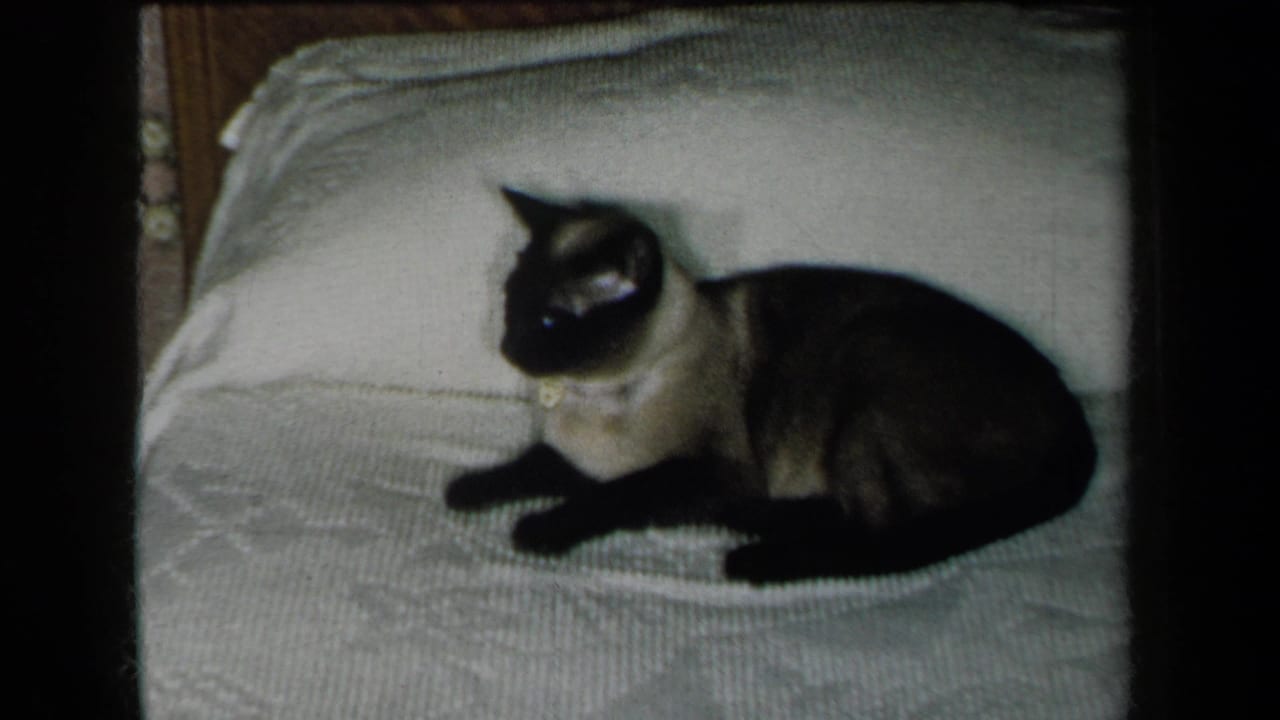 Siamese cat lying on a white textured bedspread and looking left.