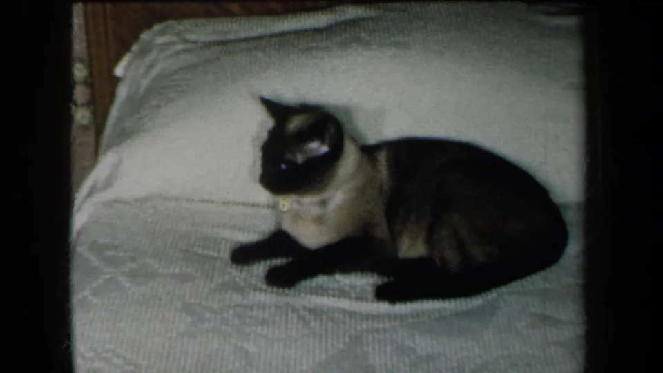 In 1959 New York home-movie footage, a Siamese cat rests on a white bedspread and looks toward movement off-screen left.