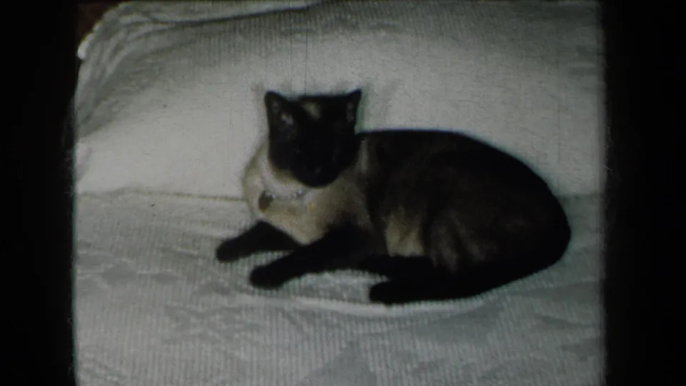 A Siamese cat with dark points and bright eyes lies on a white bedspread in this 1959 New York home-movie frame.