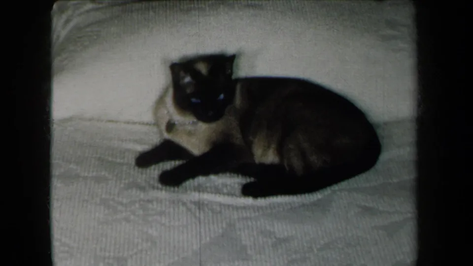 The Siamese cat stays low on the white bedspread, head turned toward the camera in a softly focused 1959 New York home-movie frame.