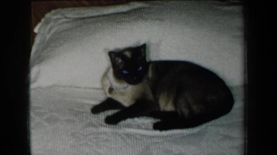 A Siamese cat remains curled on the white bedspread, looking forward in a brief 1959 New York domestic home-movie shot.
