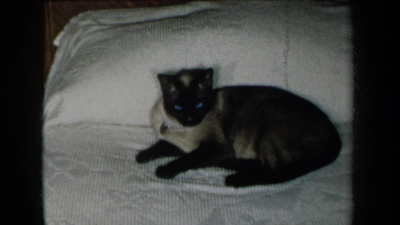 1959 New York 8mm frame of a Siamese cat resting on a white textured bed covering with dark film borders visible.