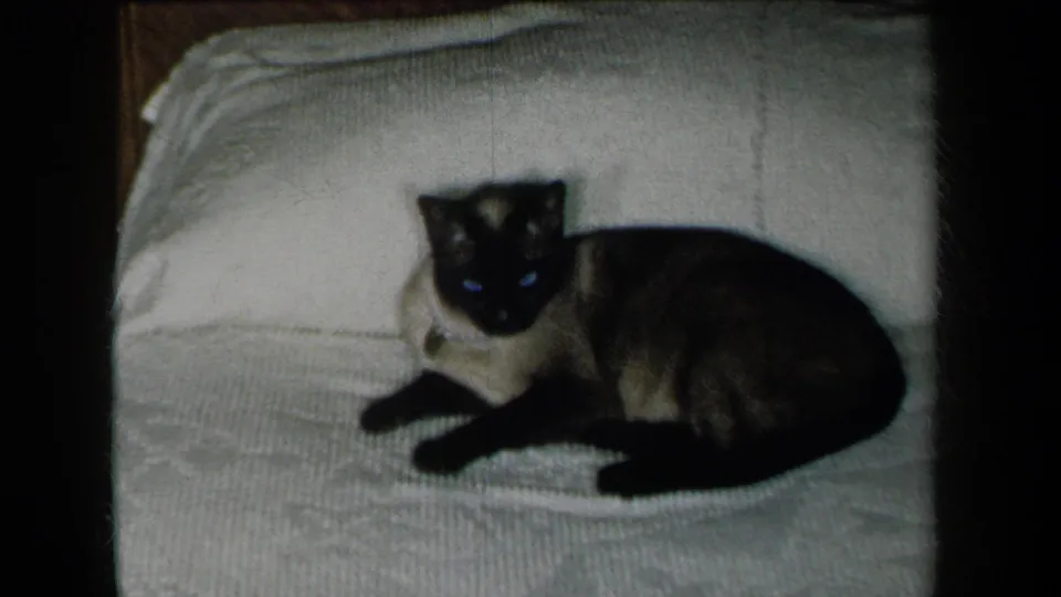 1959 New York 8mm frame of a Siamese cat resting on a white textured bed covering with dark film borders visible.