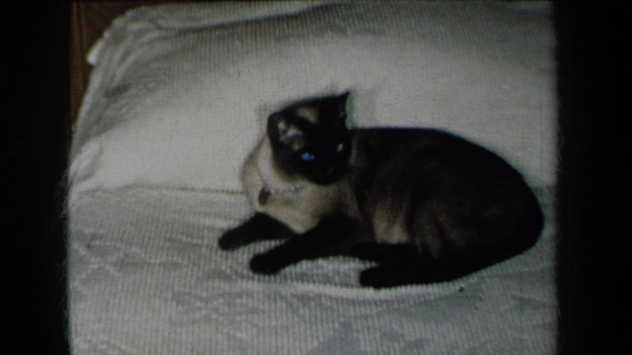 Siamese cat resting on a white blanket with its head turned slightly forward.