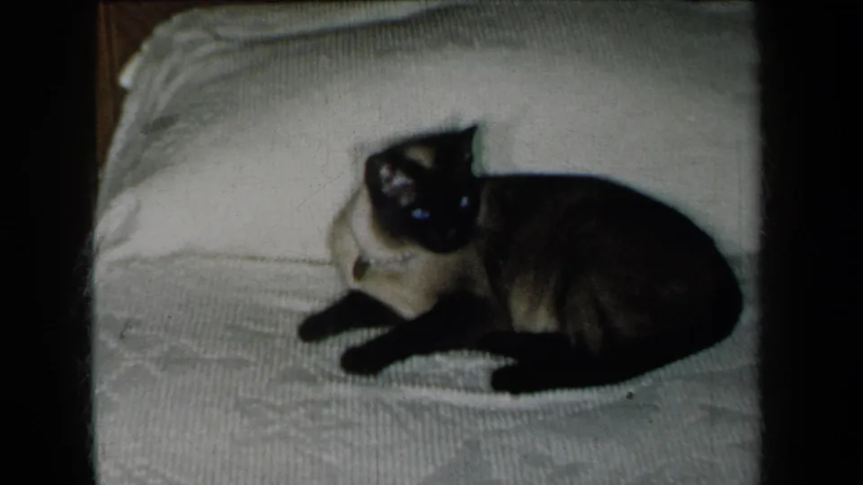 The Siamese cat remains on the bed, its dark ears, face, and paws visible against the pale blanket.