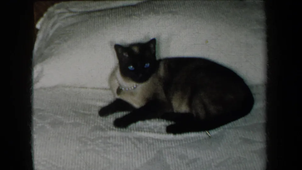 1959 home-movie frame showing the Siamese cat lying on the bed, alert, with blue eye reflections and textured bedding.