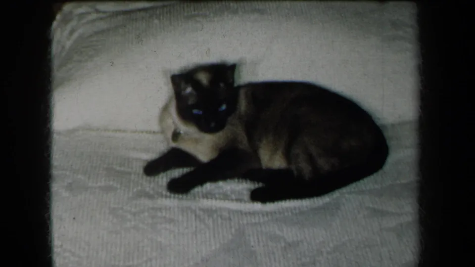 The final frame keeps the Siamese cat centered on the white bed covering, with dark points and film-frame edges visible.