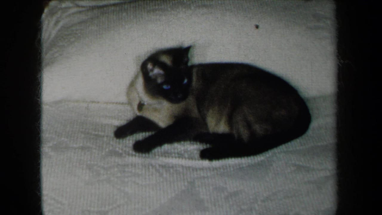 Siamese cat resting on a white blanket near pillows.