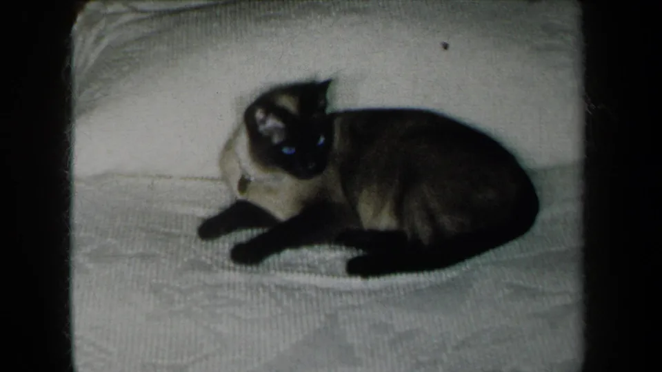 A Siamese cat with dark points rests on a textured white blanket in 1959 New York home-movie footage.