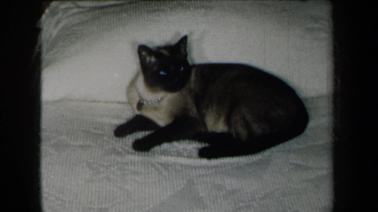 Siamese cat lying on a white blanket and looking toward the camera.