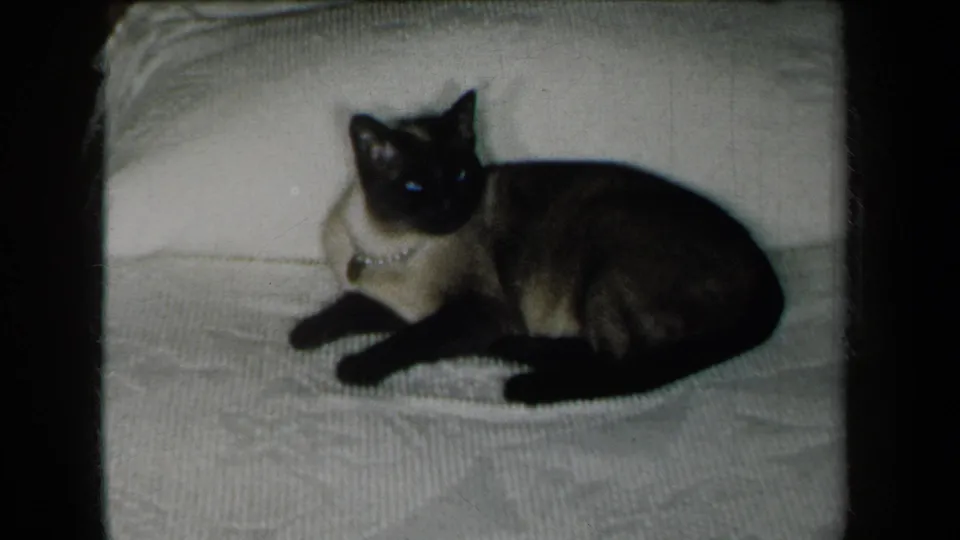 A Siamese cat looks toward the camera while lying on a light blanket, consistent with the supplied 1959 New York home-movie metadata.
