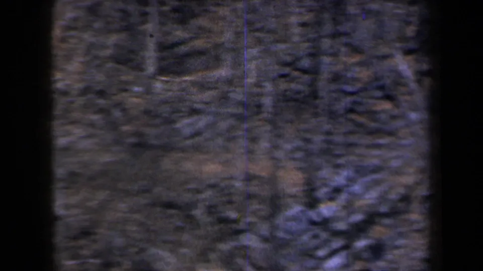 1959 New York 8mm frame showing a dark edge and a soft, close view of rough bark or a tree trunk texture.