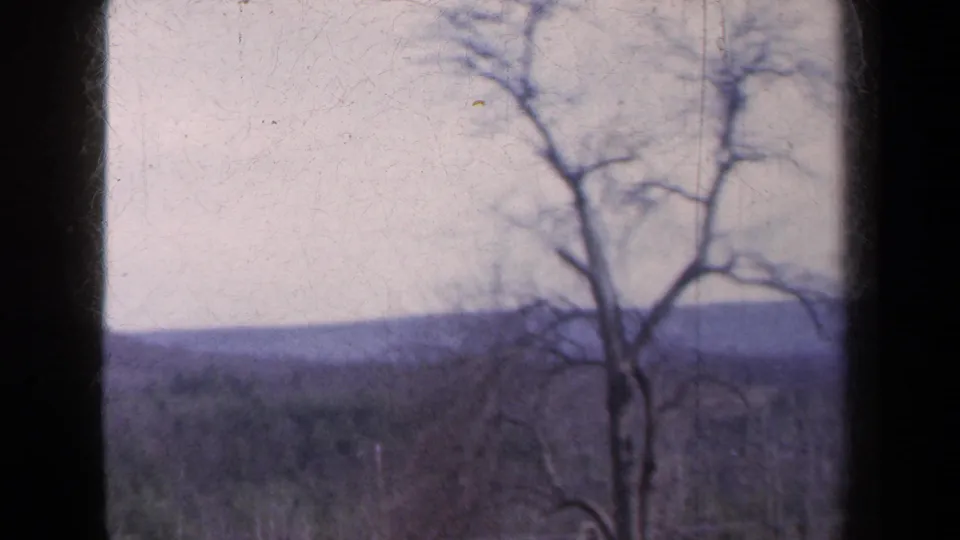A large bare tree fills the foreground as the 1959 New York 8mm view looks across wooded hills from a moving vehicle.