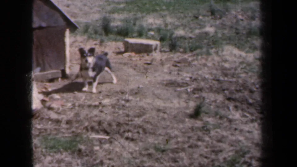 1959 New York home-movie frame showing a small dog near a shed or doghouse at the edge of a rough suburban backyard.