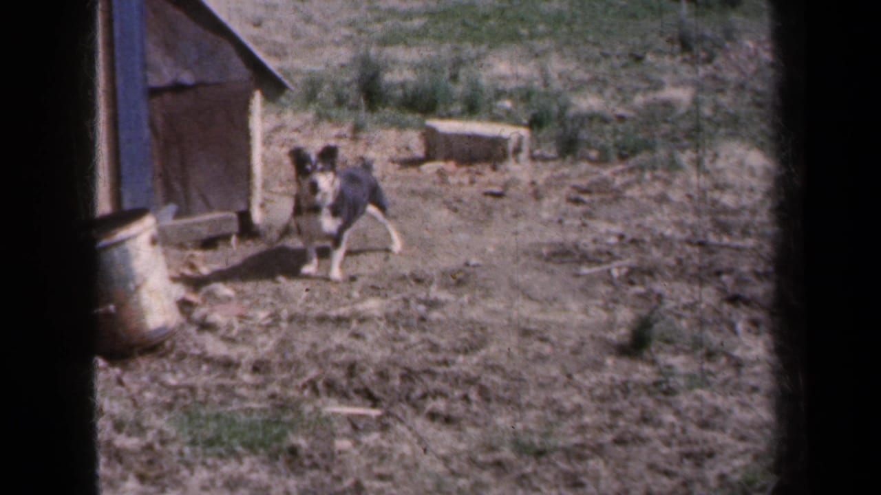 Small black-and-white dog near a weathered wooden doghouse in rural New York home-movie footage from 1959.