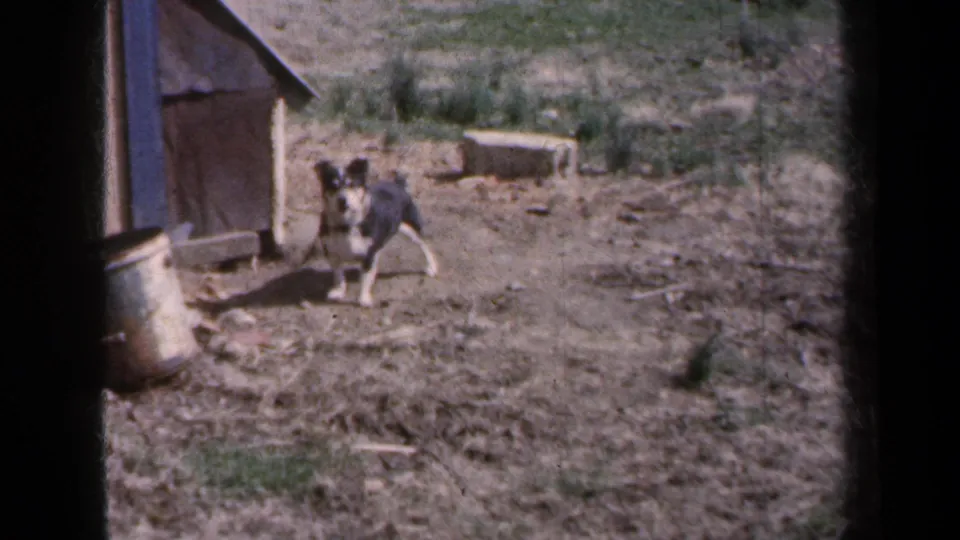 Small black-and-white dog near a weathered wooden doghouse in rural New York home-movie footage from 1959.