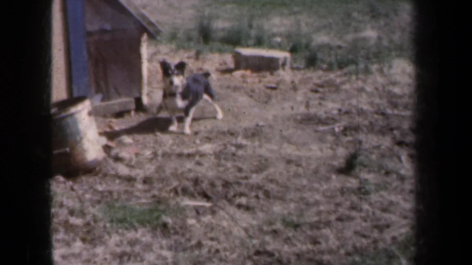 Small dog standing by a weathered doghouse and metal pail, seen in soft, grainy 8mm footage from 1959 New York.