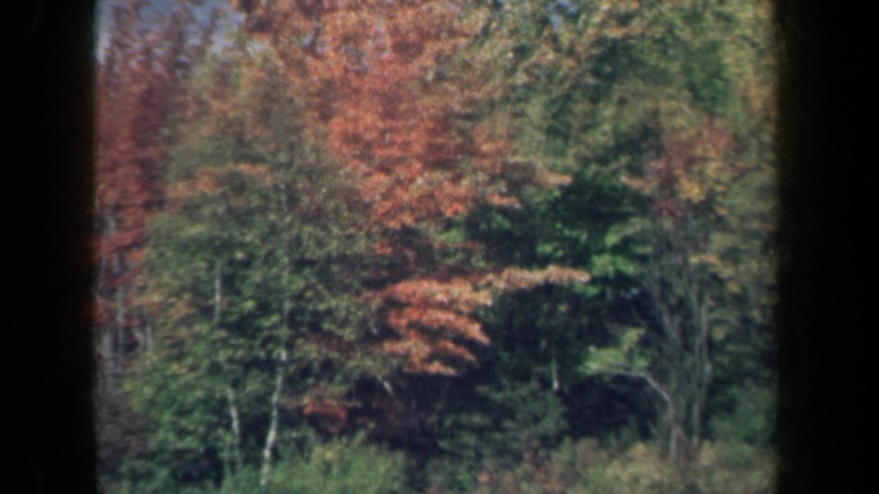 Wooded New York roadside foliage in a 1959 8mm home-movie frame, with red and green trees filling the view.