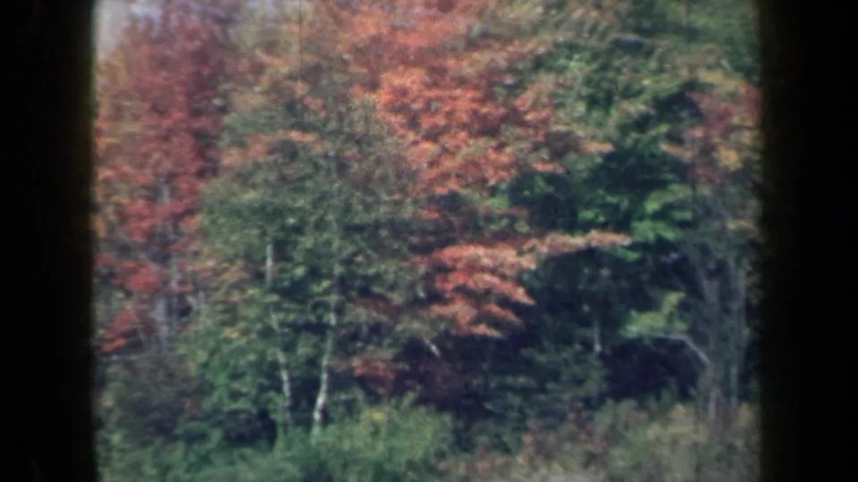 1959 New York roadside forest seen from a moving 8mm camera, with layered autumn foliage and soft motion blur.
