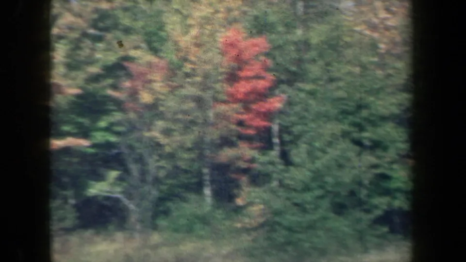 Moving 8mm view of New York autumn woods, with a red tree standing out amid green roadside vegetation.