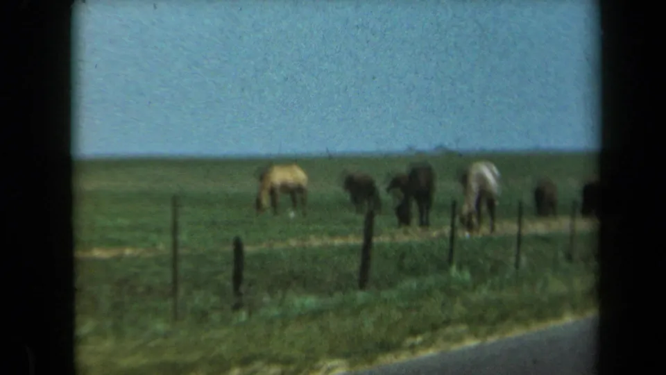 A 1969 California roadside pasture view shows several horses grazing in a fenced green field beside the edge of a paved road.
