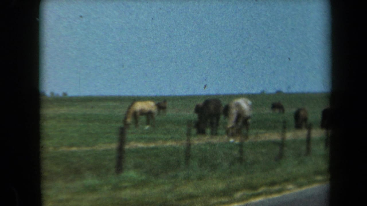 Horses grazing behind a wire fence in an open field under blue sky.