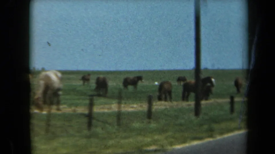 Passing 8mm view of horses in a California pasture, with dark frame edges and fence posts in the foreground.