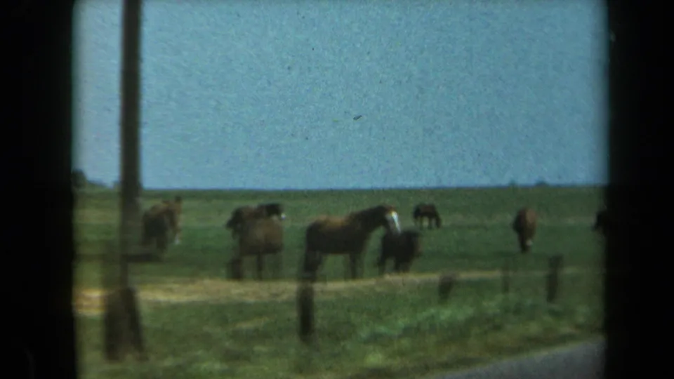 Soft 1969 home-movie frame of horses grazing near a wire fence in a rural California field.