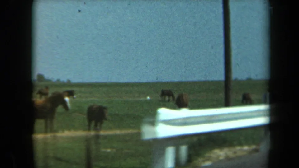 1969 California roadside frame with a white guardrail in front of distant horses grazing in open pasture.