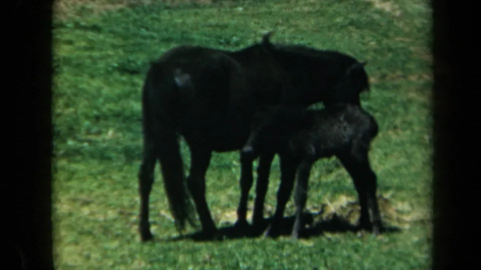 A dark horse and foal stand in a grassy California field, with the foal appearing to nurse in the 1969 8mm home-movie frame.