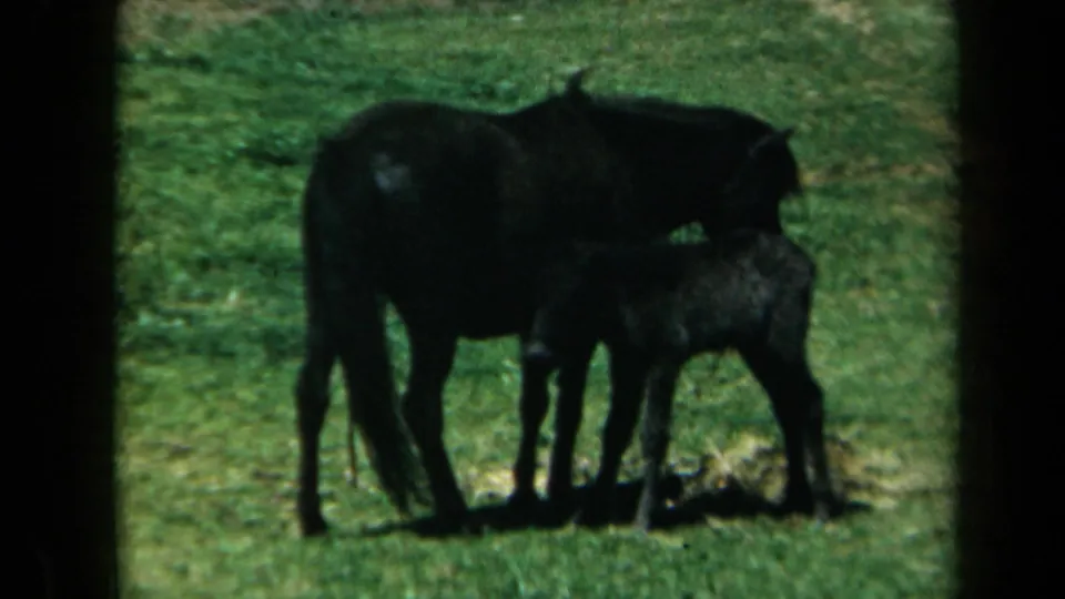 The 1969 California home-movie frame shows the mare and foal close together in grass, the foal still positioned near the mare's underside.