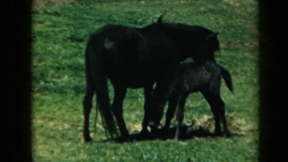 A dark horse and foal are framed by dark film or car-window edges in a grassy California field, consistent with 1969 8mm home-movie footage.