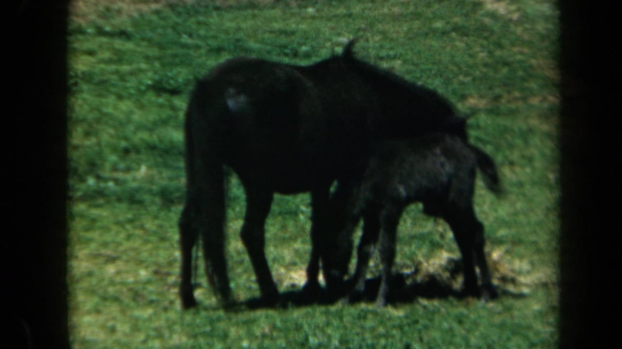 1969 California 8mm frame showing a black mare and young foal close together in a sunlit grass field.