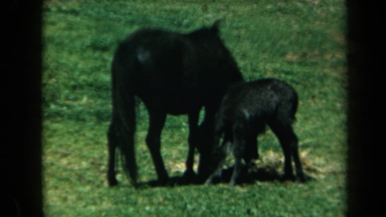 Mare and foal stand side by side in grass, with the adult horse lowering its head to feed.