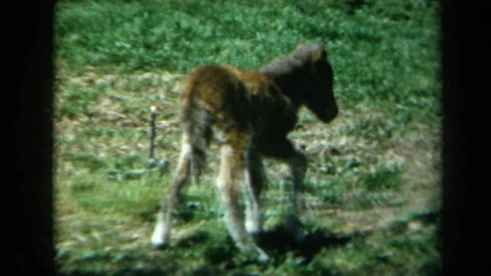 1969 California 8mm frame showing a young foal standing independently on a grassy patch in soft sunlight.
