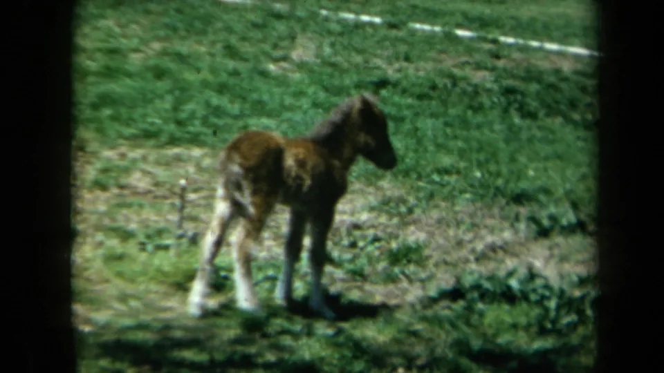 1969 California home-movie frame of a foal standing alone in pasture grass with dark projection borders visible.