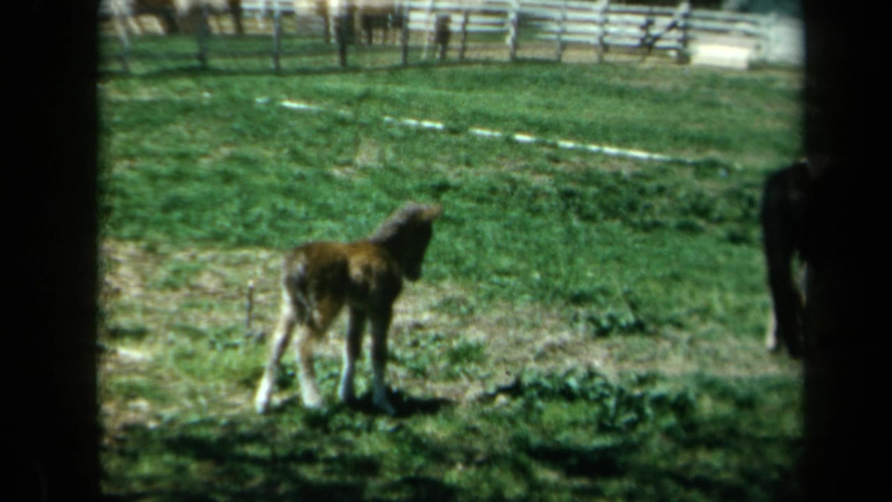 Young foal standing in a grassy pasture near fencing and a distant house.