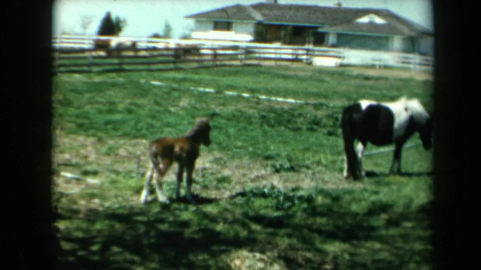 The foal stands in the grass near an adult pinto horse, with a fenced rural California yard and house visible behind them.