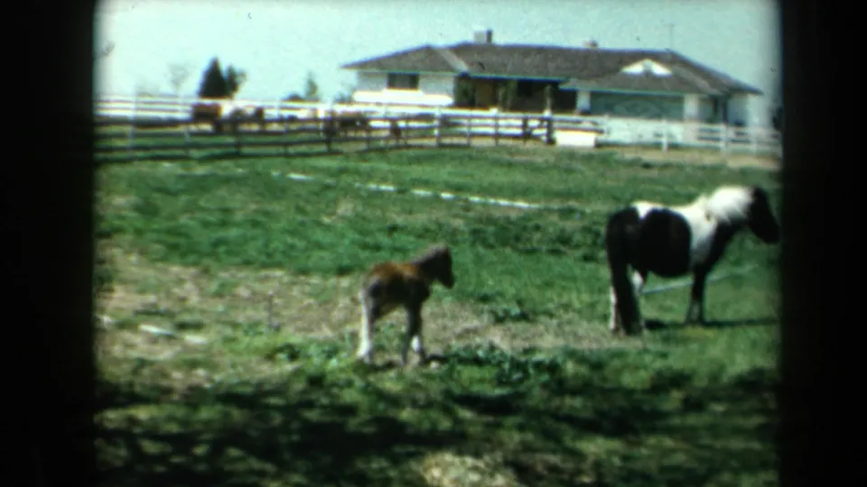 A young foal walks unsteadily across the pasture near a pinto horse, with white fencing and a ranch-style house in view.