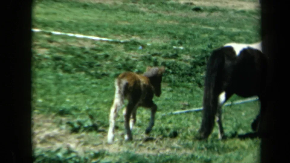 The foal steps close to an adult horse at the edge of the frame, showing its unsteady gait in the grassy pasture.