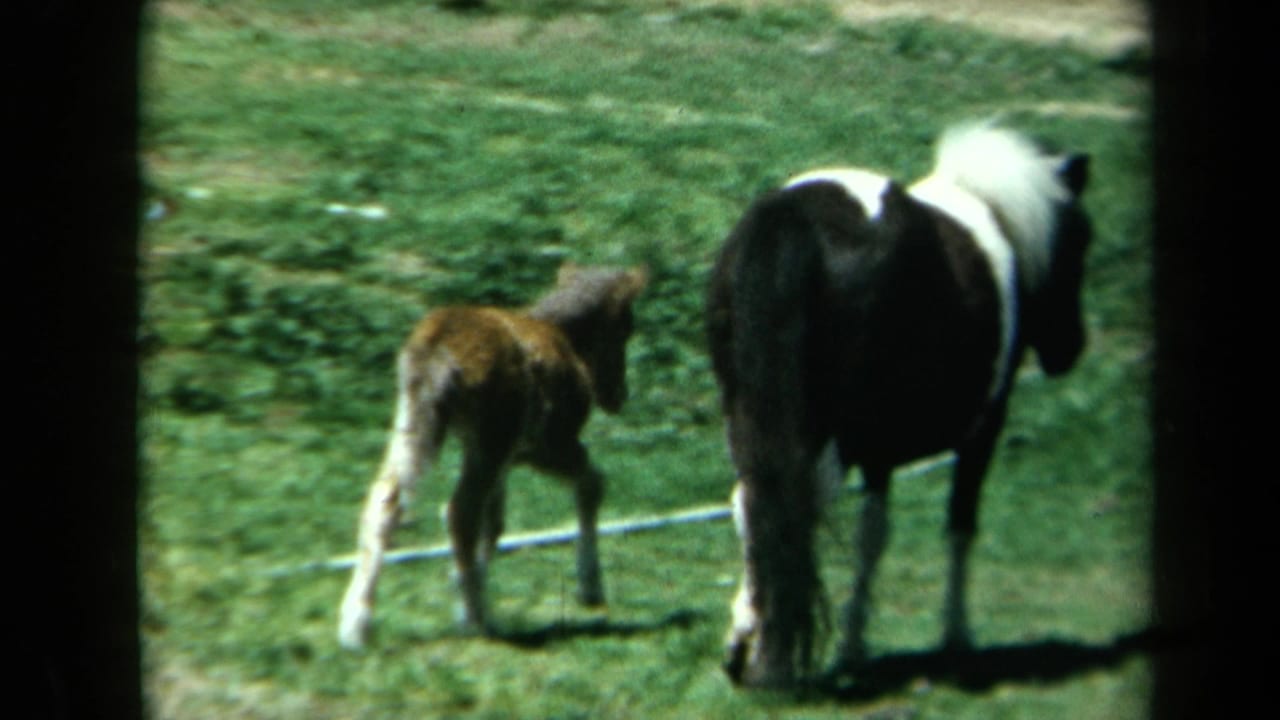In 1969 California home-movie footage, a foal walks beside an adult pinto horse on grass near a roadside.