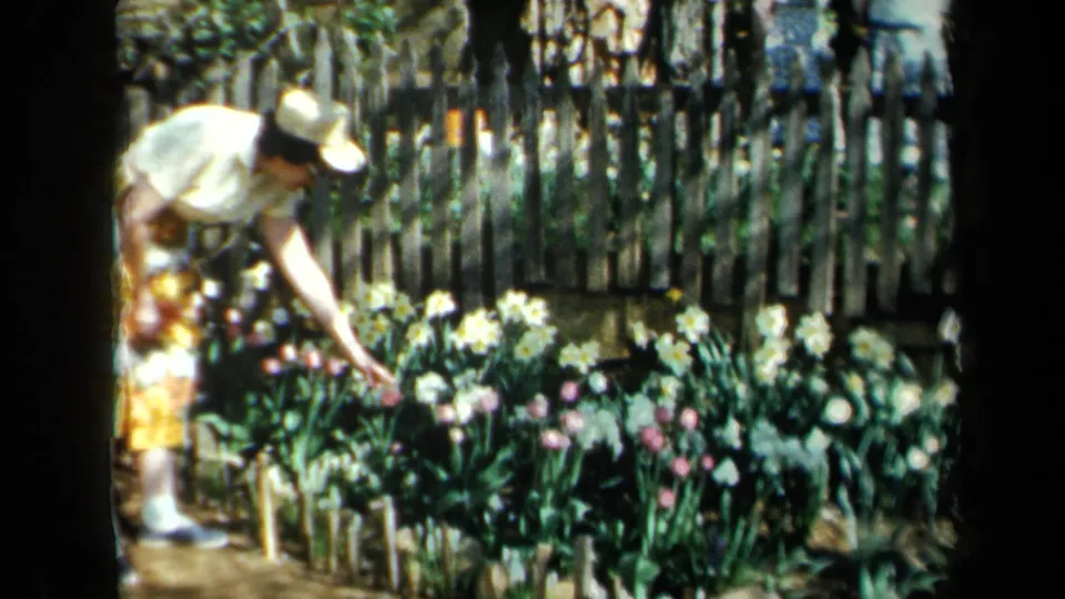 A woman in a light hat leans over a flower bed with tulips and daffodils beside a rustic wooden fence in California park footage.