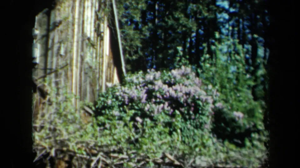 1969 California 8mm frame focusing on lilac bushes, rustic wood siding, and dense backyard greenery.