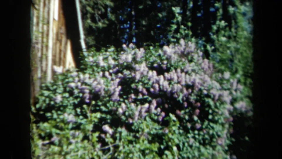 1969 California home-movie frame of blooming purple lilacs beside a rustic wooden structure and trees.