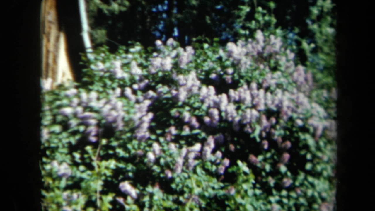 1969 California 8mm frame of purple flowering bushes and dense garden foliage, framed by dark film-edge shadows.