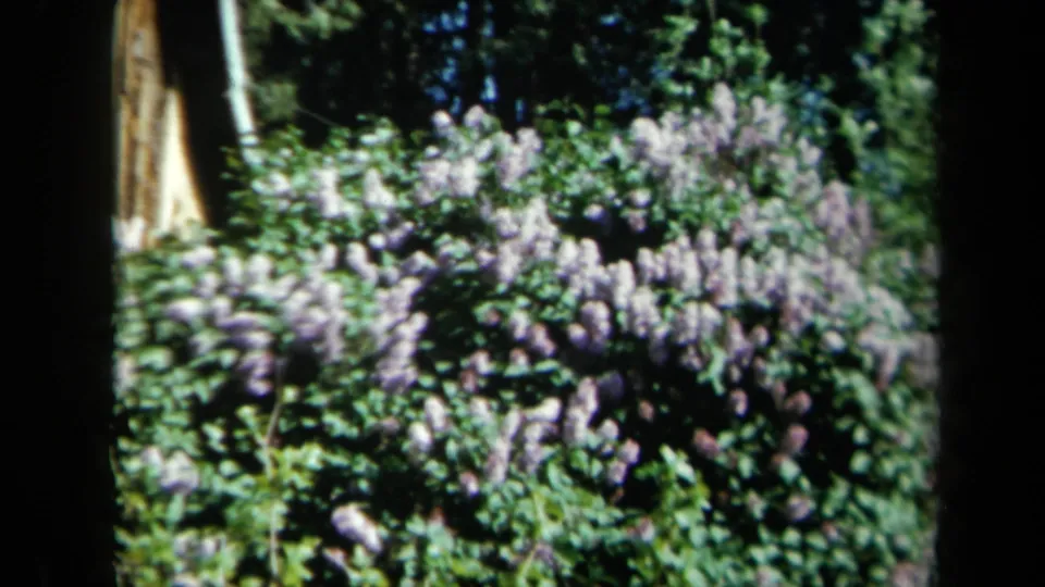 1969 California 8mm frame of purple flowering bushes and dense garden foliage, framed by dark film-edge shadows.