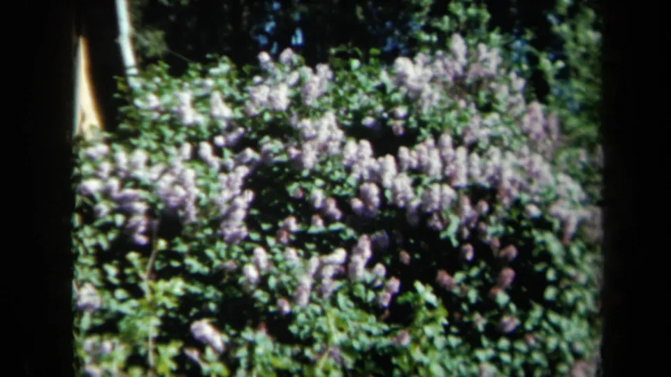 A 1969 California garden view shows purple blooms, leafy plants, and tree trunks in soft 8mm focus.