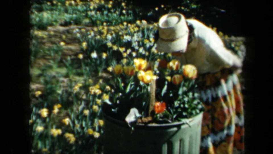 A woman in a wide-brimmed hat and patterned dress bends close to yellow and red tulips in a 1969 California garden.
