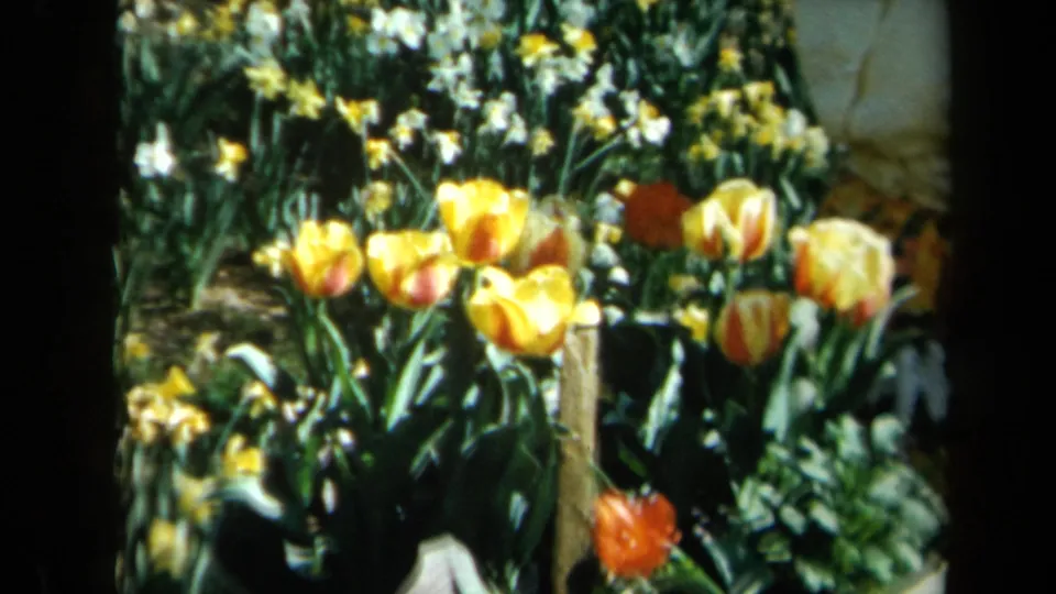 Yellow and red tulips stand among leafy garden plants in a soft, saturated 1969 California 8mm frame.